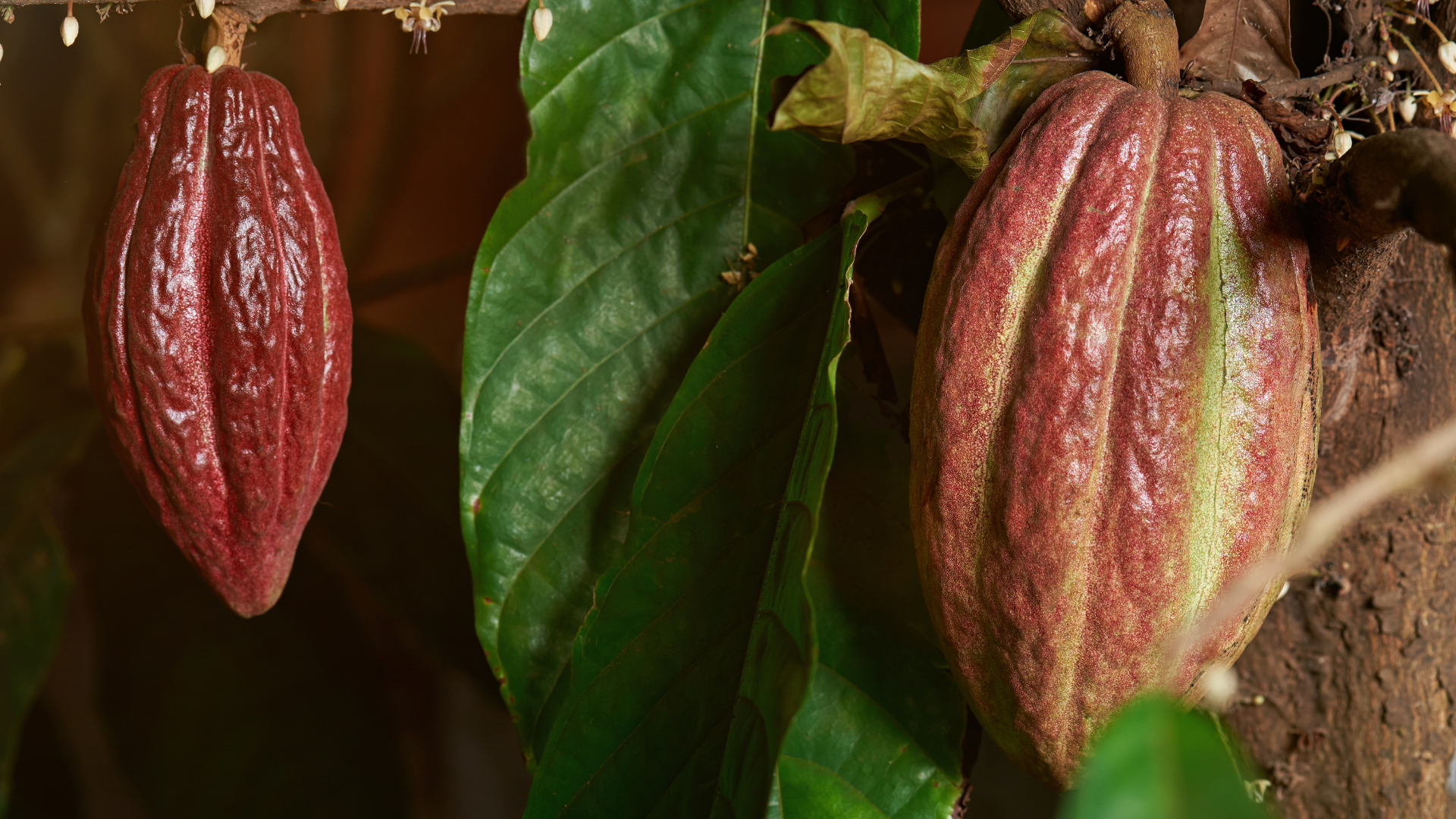 Les chocolat AB - Les Cabosses Ailées Les Cabosses Ailées propose une gamme de chocolat AB avec notamment une origine Ghana et une origine République Dominicaine